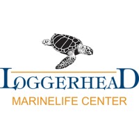 Loggerhead